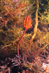Pyura gibbosa