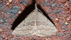 Dichromodes limosa