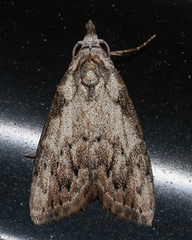 Nola pleurochorda