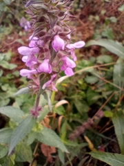 Stachys palustris