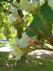Aesculus × carnea