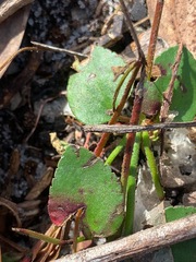 Gonocarpus micranthus micranthus