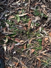 Gonocarpus micranthus micranthus