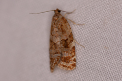 Choristoneura retiniana