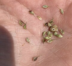 Echinochloa muricata