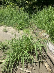 Echinochloa muricata