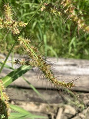 Echinochloa muricata