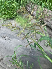 Echinochloa muricata
