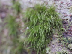 Dicranoloma menziesii