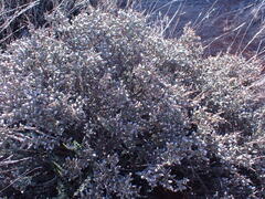 Eriocephalus spinescens