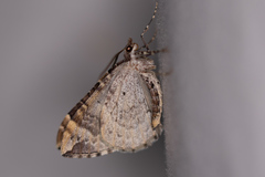 Eulithis destinata