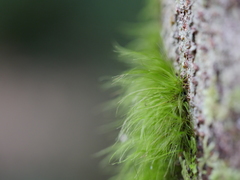Dicranoloma menziesii
