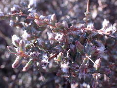 Eriocephalus spinescens