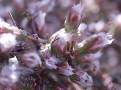 Eriocephalus spinescens