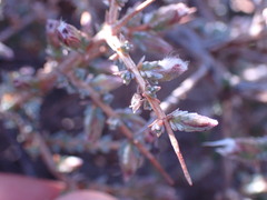 Eriocephalus spinescens