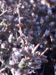 Eriocephalus spinescens