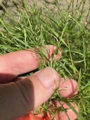 Eragrostis hypnoides