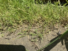 Eragrostis hypnoides