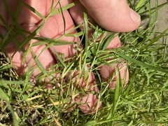 Eragrostis hypnoides