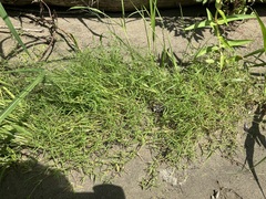 Eragrostis hypnoides