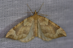 Eulithis propulsata