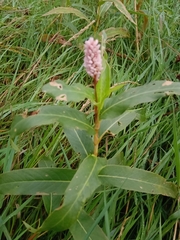 Persicaria amphibia