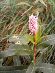 Persicaria amphibia
