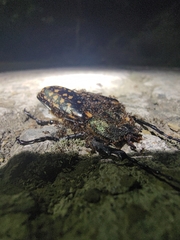 Cheirotonus formosanus