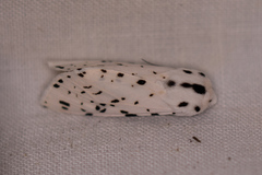 Hypercompe permaculata