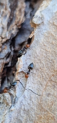 Crematogaster scutellaris