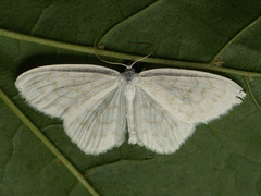 Scopula nemoraria