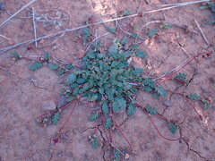 Hermannia coccocarpa