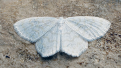 Scopula nemoraria