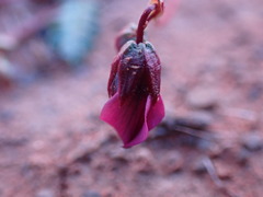 Hermannia coccocarpa