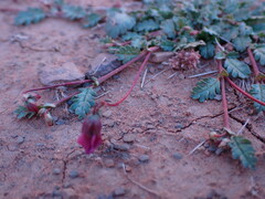 Hermannia coccocarpa