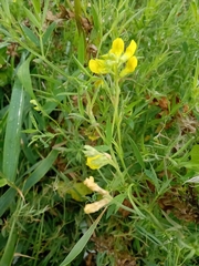 Lathyrus pratensis