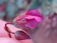 Hermannia coccocarpa