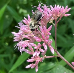 Bombus impatiens