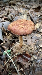 Aureoboletus betula