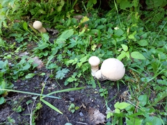 Lycoperdon excipuliforme