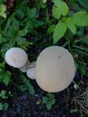 Lycoperdon excipuliforme