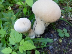 Lycoperdon excipuliforme