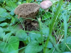 Lycoperdon excipuliforme