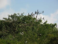 Phalacrocorax fuscicollis