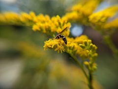 Philanthus gibbosus