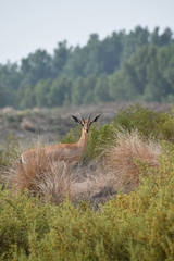 Gazella arabica