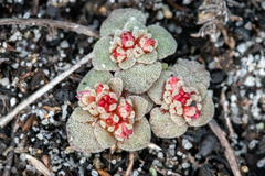 Crassula umbellata