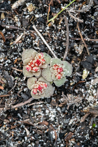 Crassula umbellata