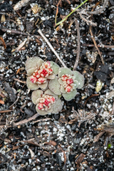 Crassula umbellata