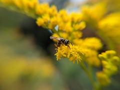Philanthus gibbosus